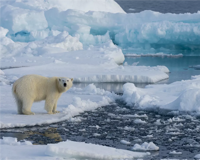 Arctic antics wordsearch