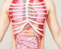 Body organs wordsearch