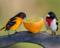 Feed the birds wordsearch