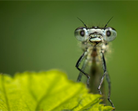 Insects wordsearch