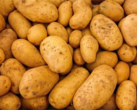 Potato varieties wordsearch
