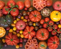 Tomato varieties wordsearch